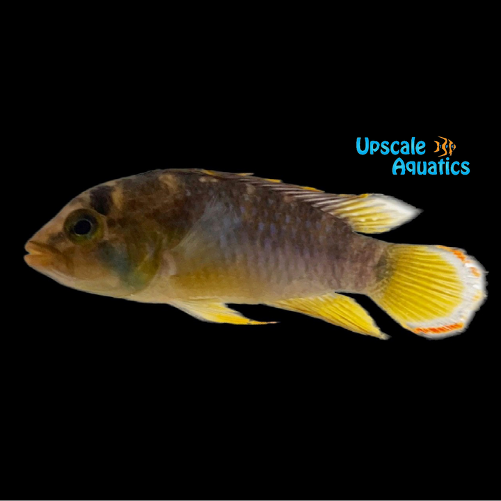 Apisto. Panduro (Apistogramma panduro)