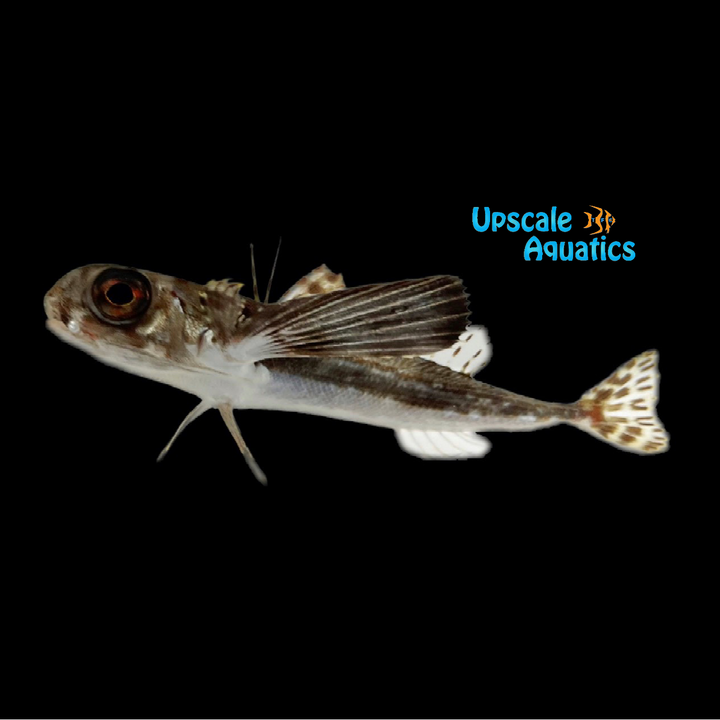 Oriental Flying Gurnard (Dactyloptena orientalis)
