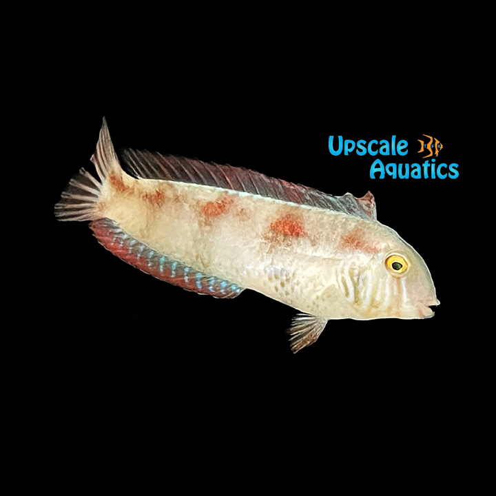 Pearly Razor Wrasse (Xyrichtys novacula)