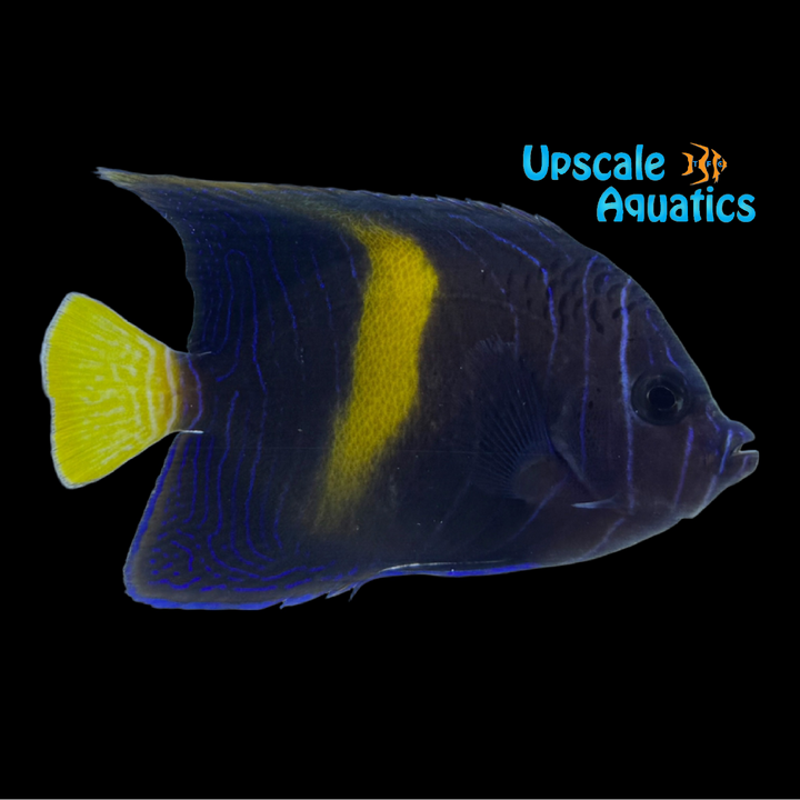Maculosus Angelfish - Transitioning (Pomacanthus maculosus)