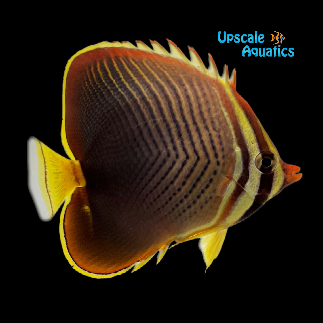 Triangle Fish Fillets Eastern Triangle Butterfly (Chaetodon baronessa) – Upscale Aquatics