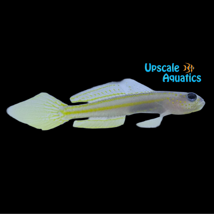 Yellowlined Shrimp Goby (Vanderhorstia flavilineata)