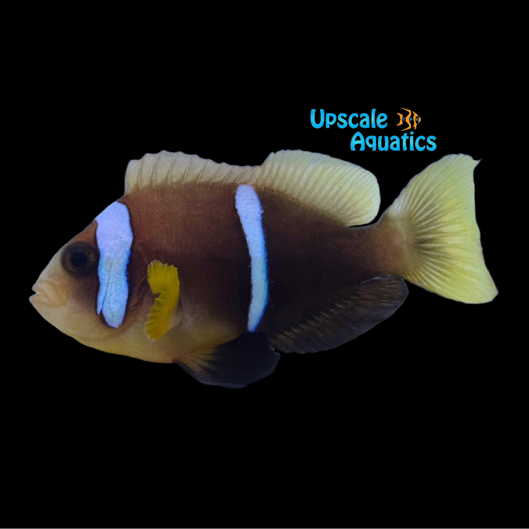 Oman Clownfish - Captive Bred (Amphiprion omanensis)