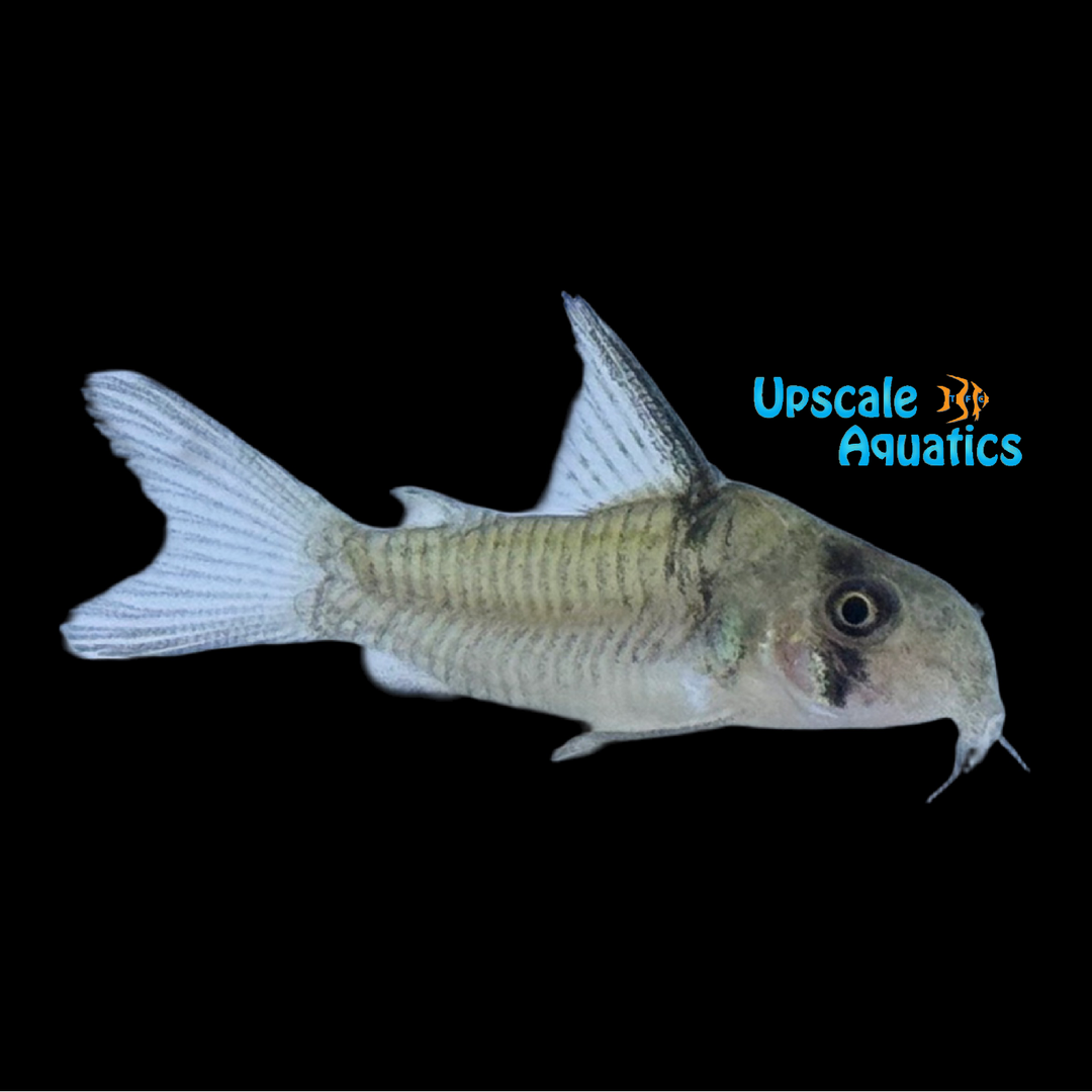 Spear Cory (Hoplisoma sp. C096)