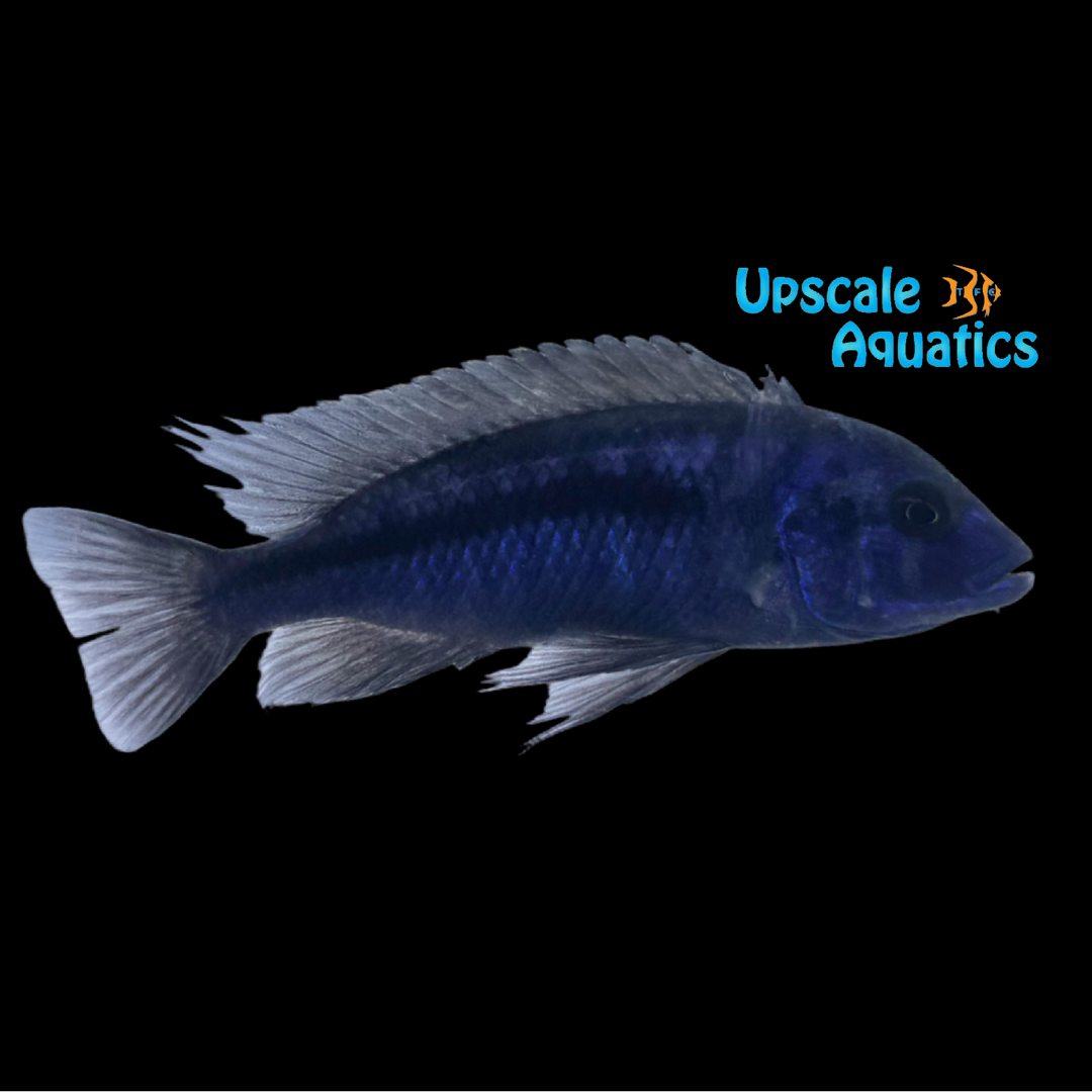 Protomelas Annectens