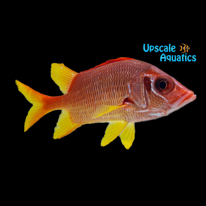 Sabre Squirrelfish (Sargocentron spiniferum)