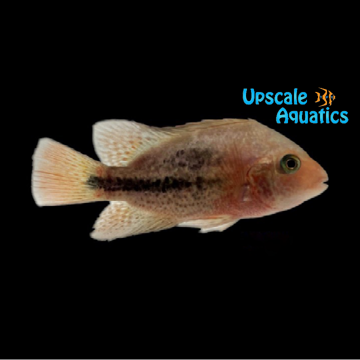 Vieja Bifasciatus 'Rio Chacamax'