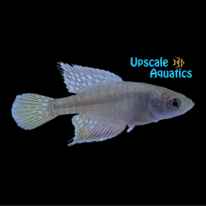 Golden Spot Killifish (Hypsolebias faouri)
