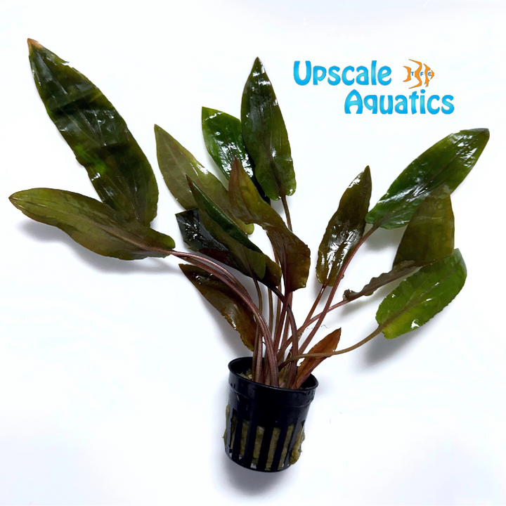 Hudoroi Crypt. (Cryptocoryne hudoroi)