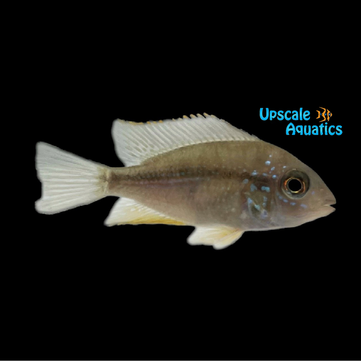 Ellioti Cichlid (Thorichthys ellioti)