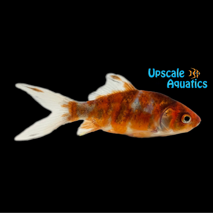 Calico Shubunkin Goldfish (Carassius auratus)