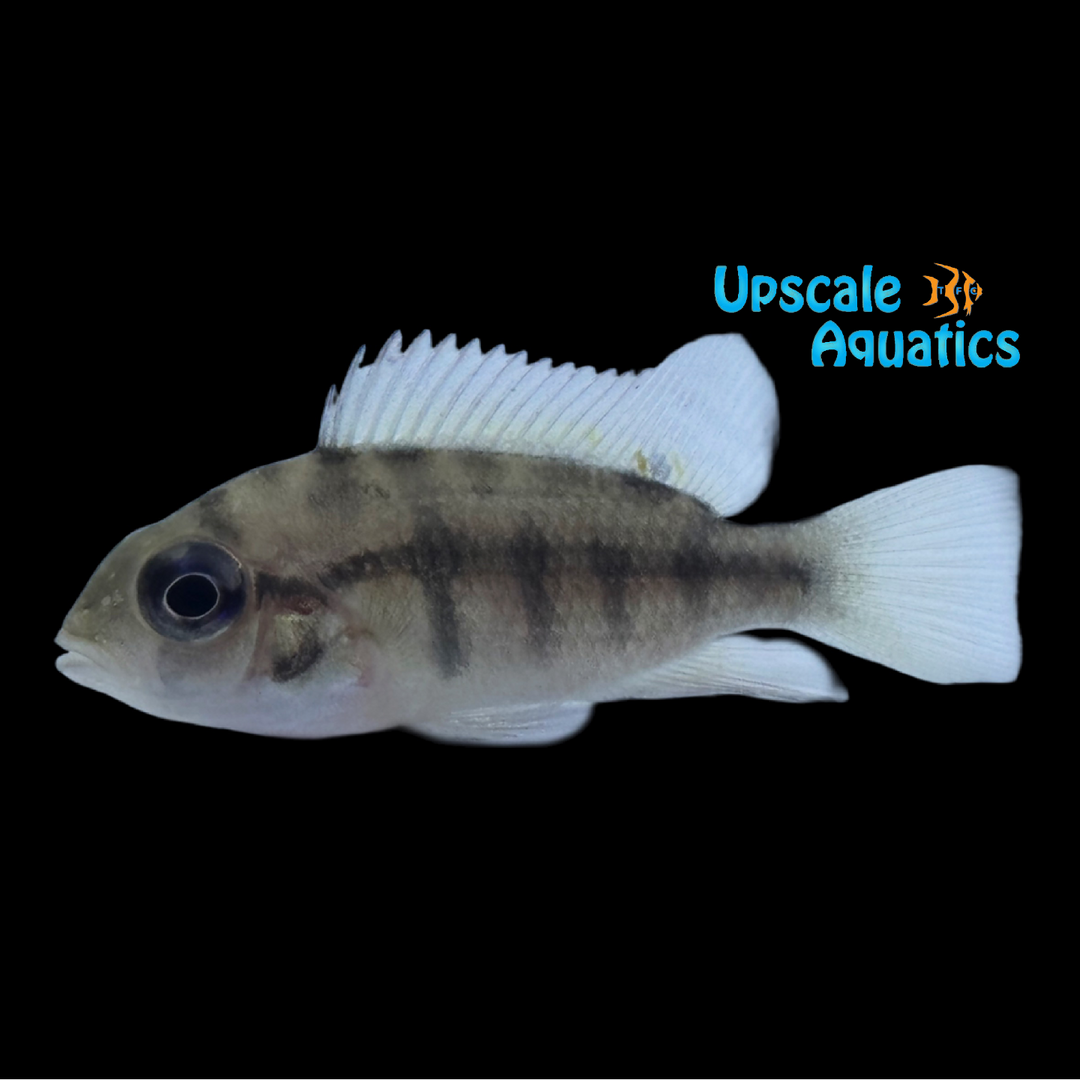 Multicolor Congo Cichlid (Heterochromis multidens)