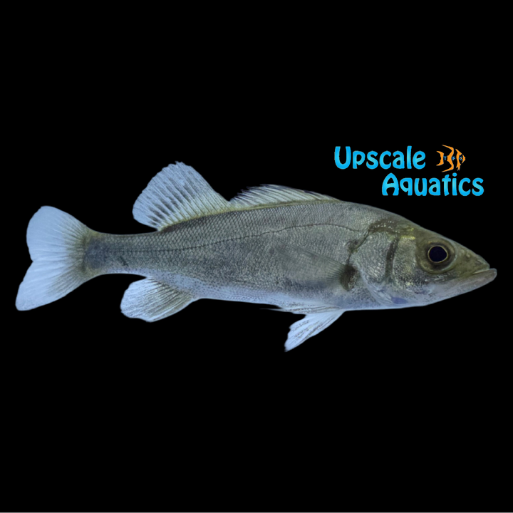 Japanese Spotted Bass (Lateolabrax maculatus)