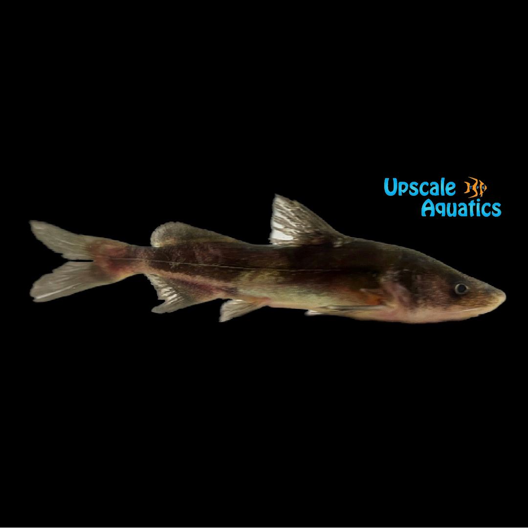 Chinese Longsnout Catfish (Tachysurus dumerili)