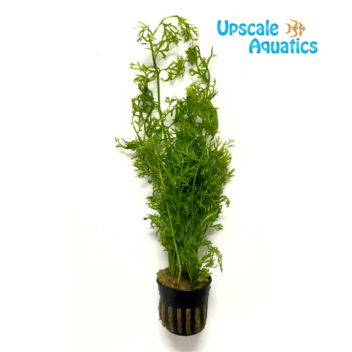 Laceleaf Water Sprite (Ceratopteris siliquosa)