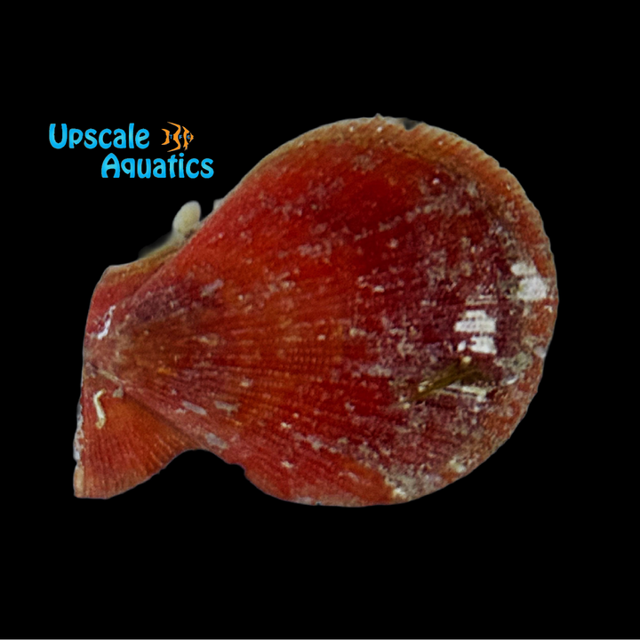 Lion's Paw Scallop (Nodipecten nodosus)