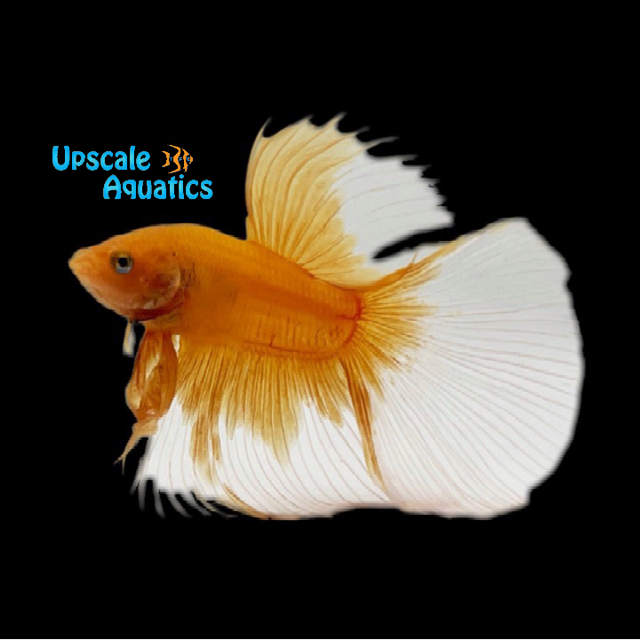 Gold Butterfly Halfmoon Betta - Male (Betta splendens)