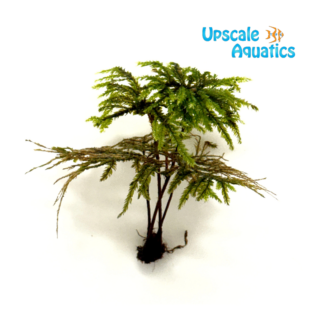 Tree Moss (Climacium dendroides)