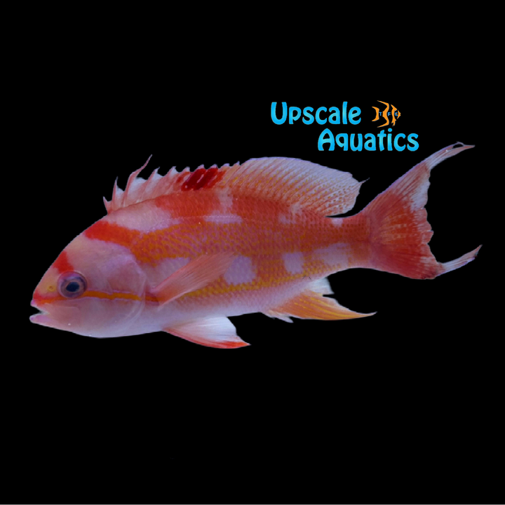 Hutomo's Anthias (Pseudanthias hutomoi)