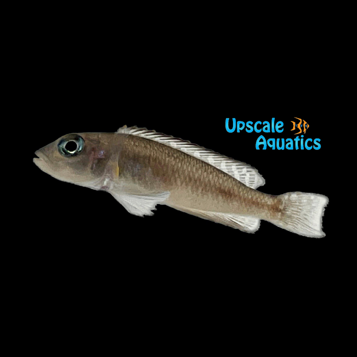 Ornate Shell Dweller (Lamprologus ornatipinnis)
