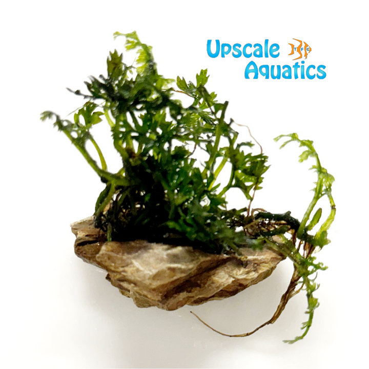 Mini Bolbitis 'Baby Leaf' (Bolbitis heteroclita difformis)