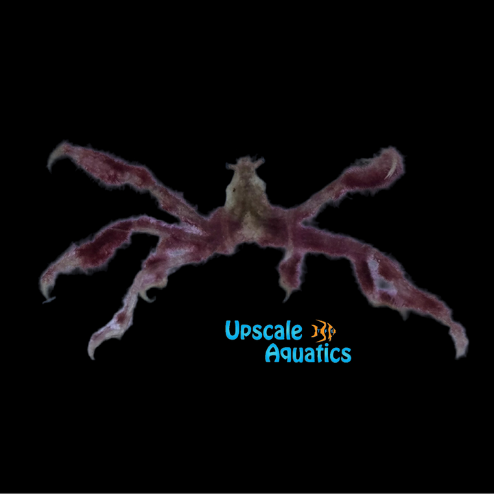 Orangutan Crab (Achaeus japonicus)