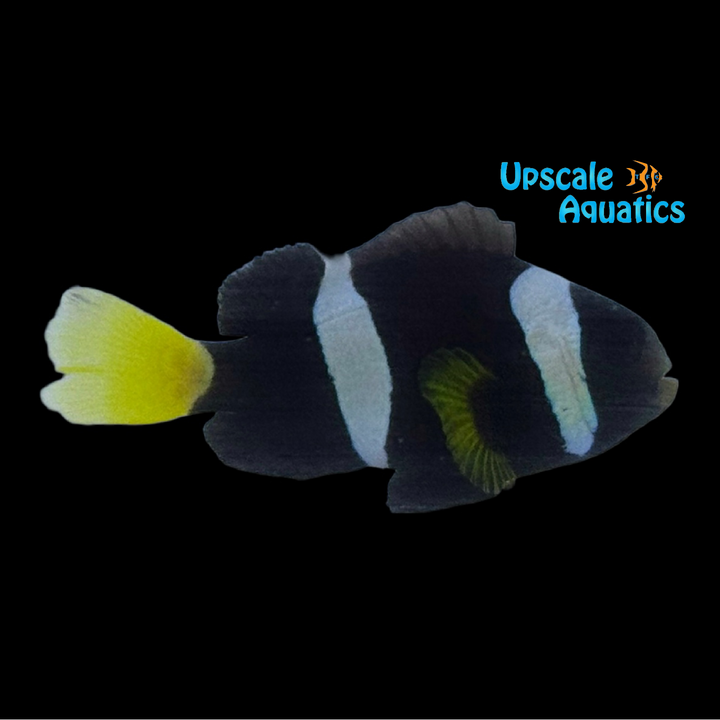 Milii Clownfish - Captive Bred (Amphiprion milii)