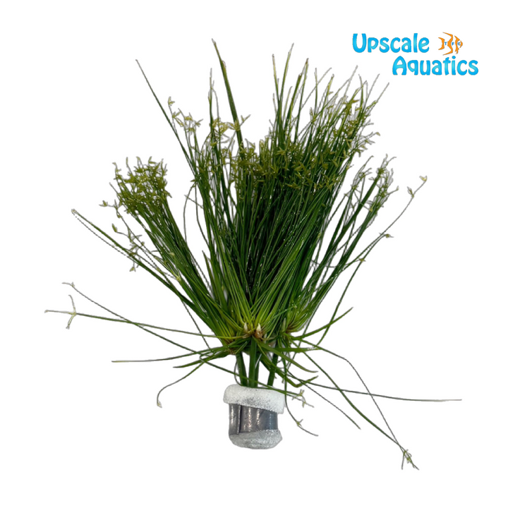 Cyperus Haspan