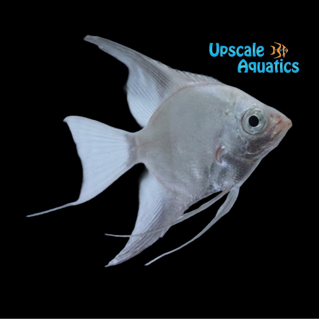 Platinum Seal Point Angelfish (Pterophyllum scalare)