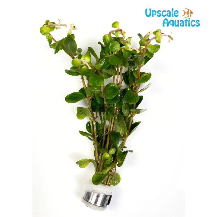 Ceylon Rotala (Rotala rotundifolia ceylon)