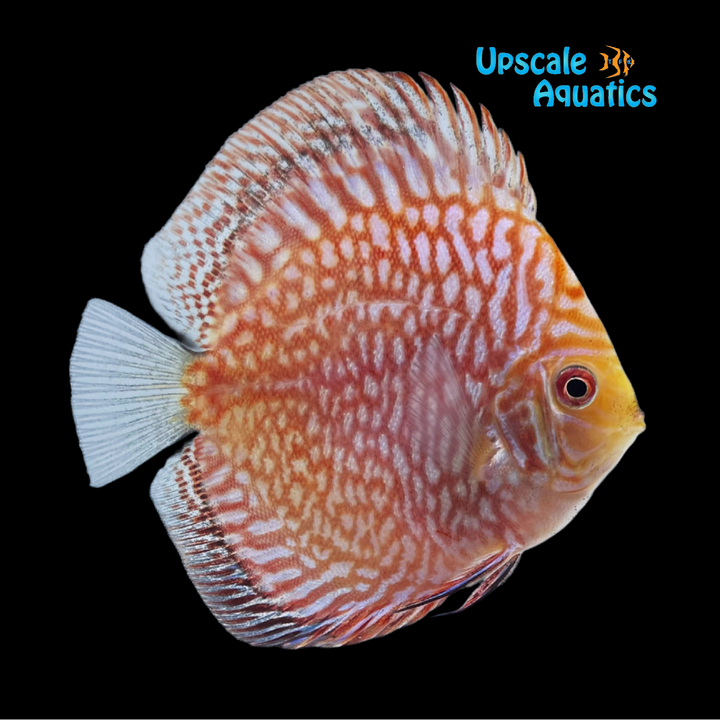 Snakeskin Pigeonblood Discus (Symphysodon aequifasciatus)