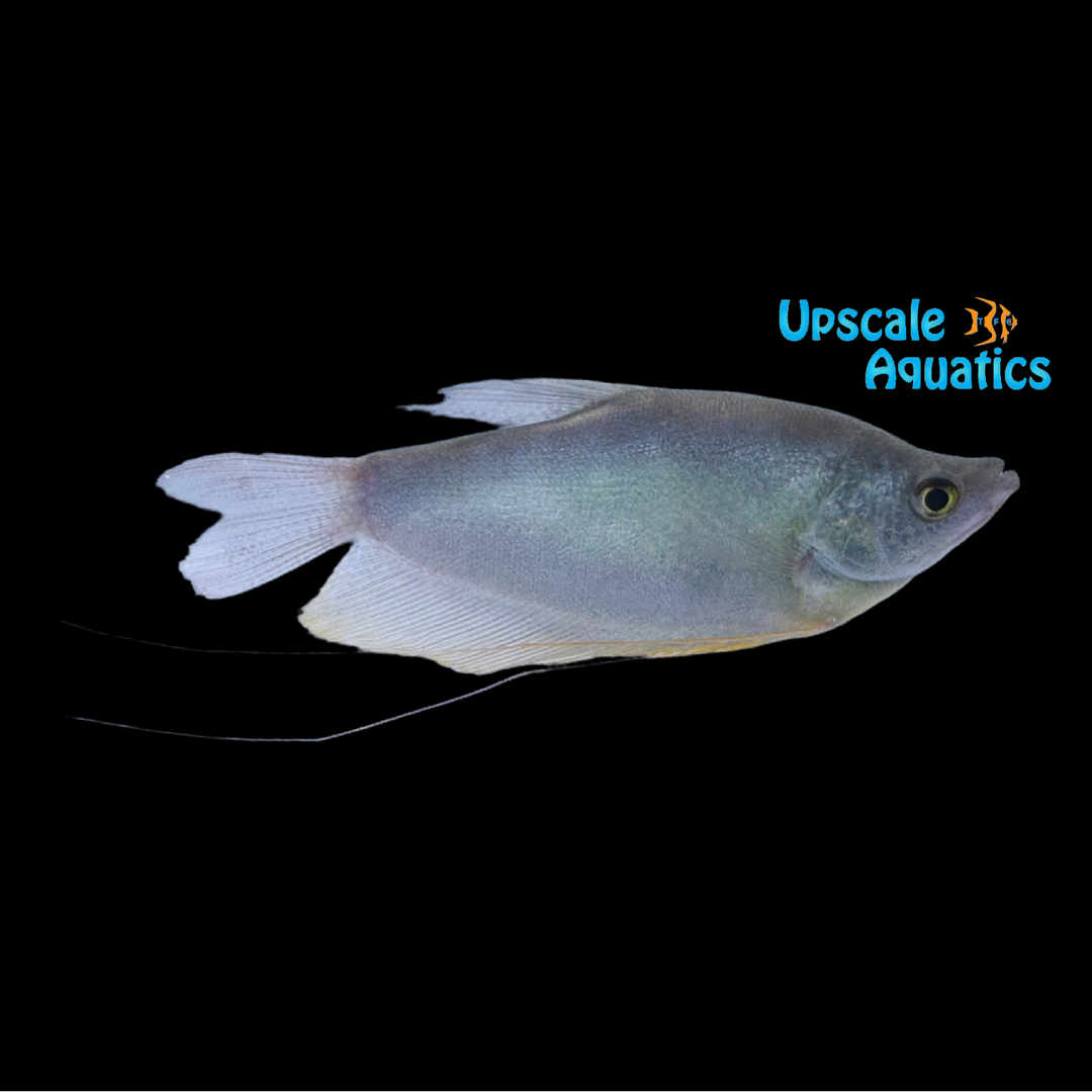 Moonlight Gourami (Trichopodus microlepis)