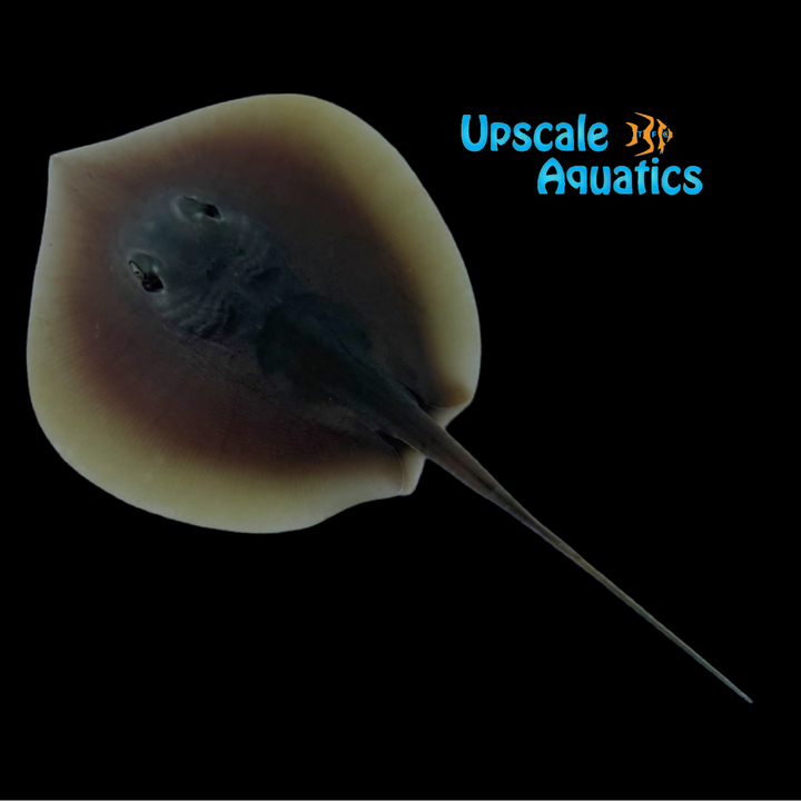Dwarf Mangrove Stingray (Brevitrygon walga)