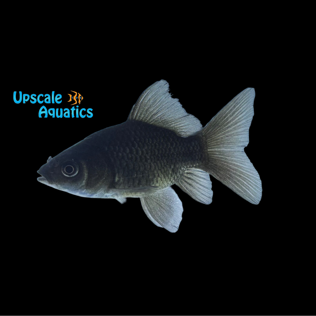 Shortbody Koi (Cyprinus carpio)