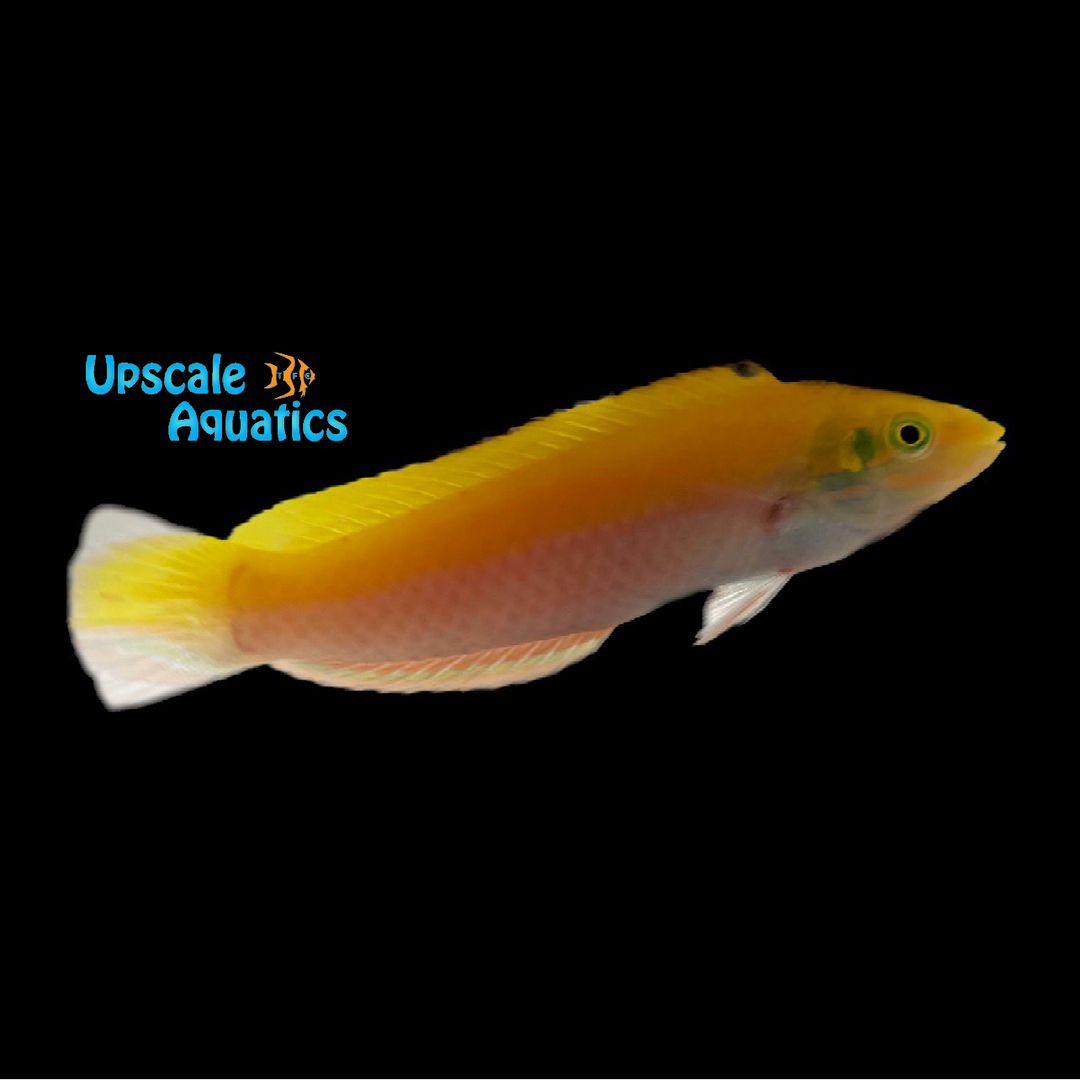 Yellow & Purple Coris Wrasse (Halichoeres leucoxanthus)