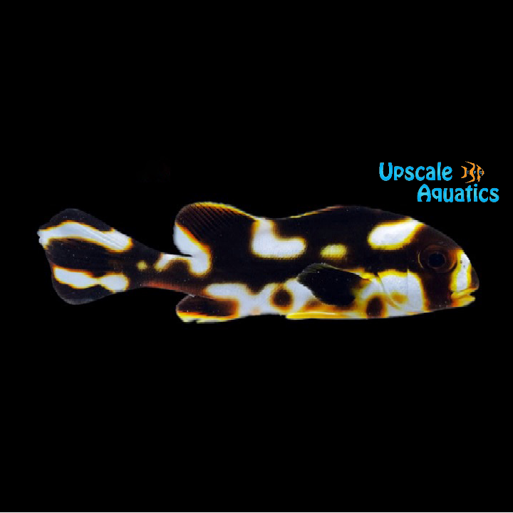 Oriental Sweetlips (Plectorhinchus vittatus)