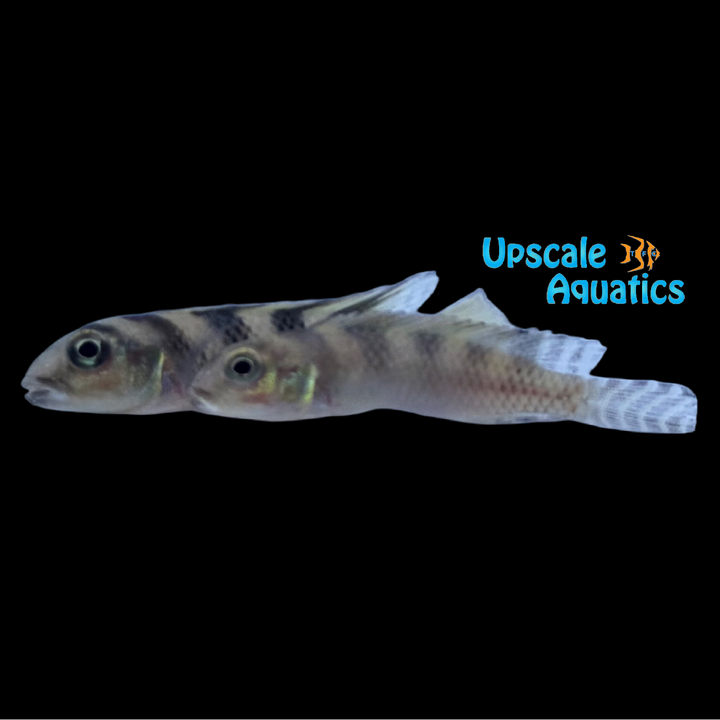 Nanochromis Transvestitus