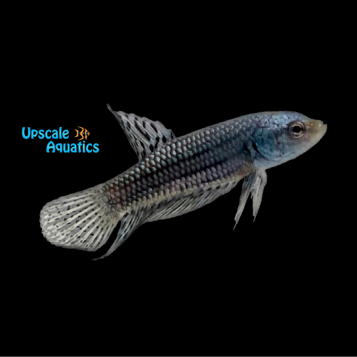 Alien Steel Blue Plakat Betta - Male (Betta splendens)