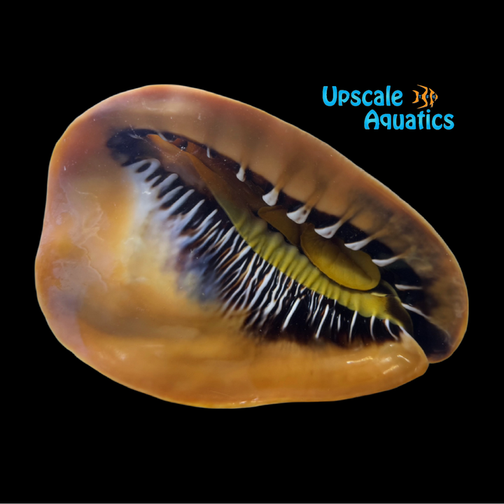 Queen Helmet Conch (Cassis madagascariensis)