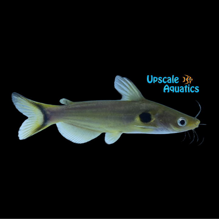 Eclipse 'Sun' Catfish (Horabagrus brachysoma)