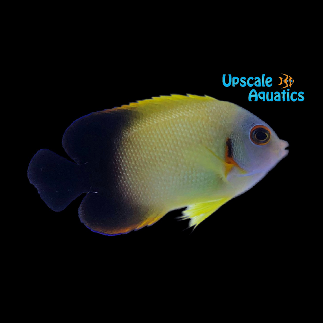 Lemonpeel x Half Black Angelfish Hybrid (Centropyge flavissimus x Centropyge vroliki)