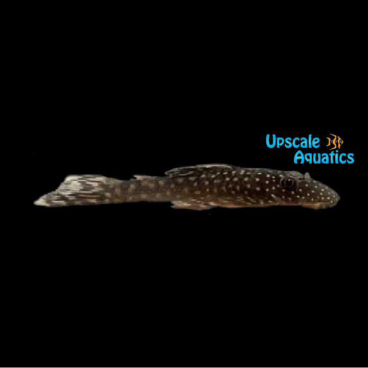 Green Spotted Bristlenose Pleco L349 (Ancistrus sp. L349)