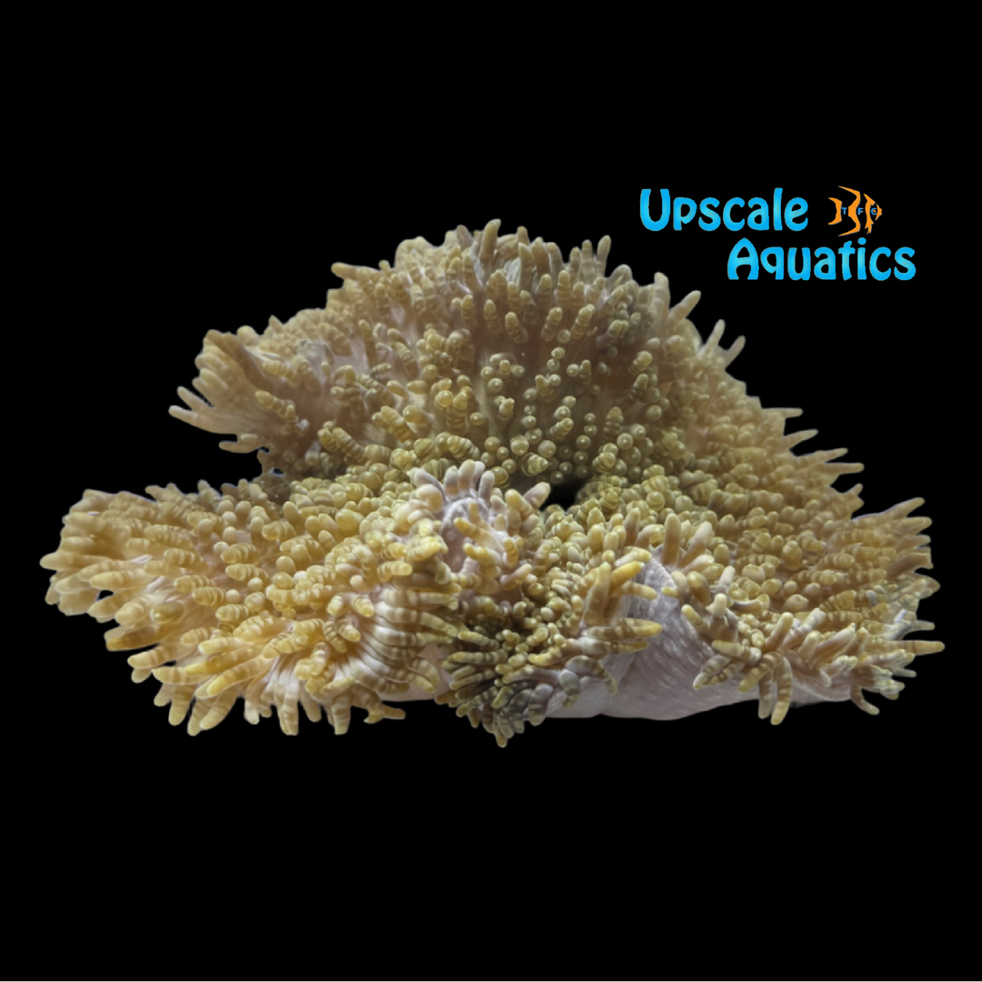 Beaded Mat Anemone (Heteractis aurora)