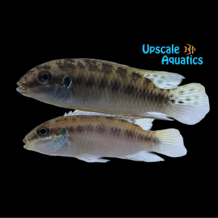 Blue Fin Kribensis (Enigmatochromis lucanusi)