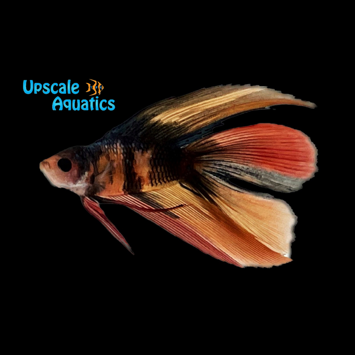 Koi Halfmoon Doubletail Betta - Male (Betta splendens)