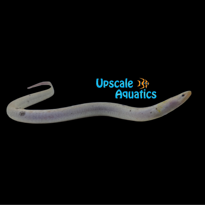 Piebald Tulip Eel (Monopterus albus)