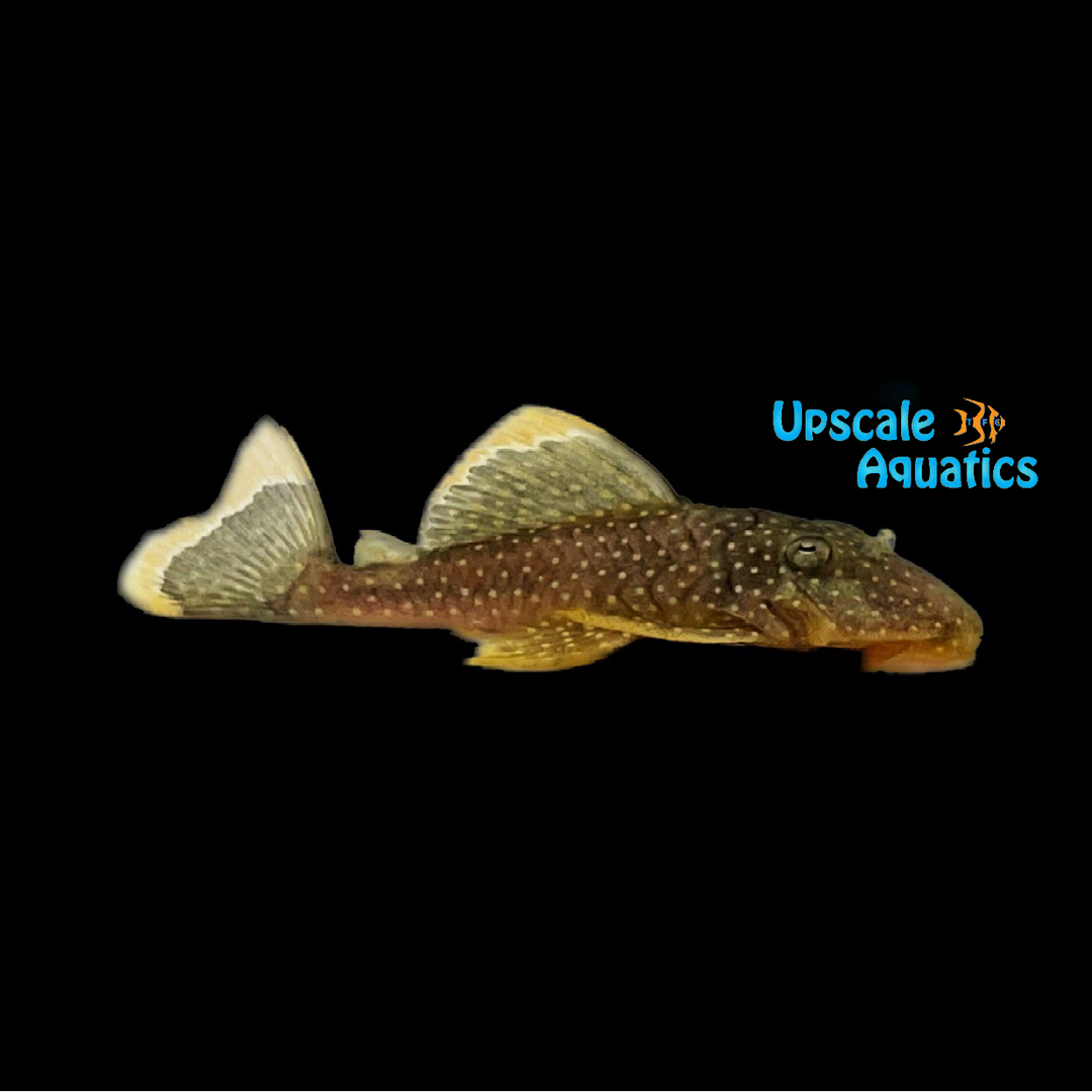 Fine Spot Gold Nugget Pleco L081n (Baryancistrus xanthellus)