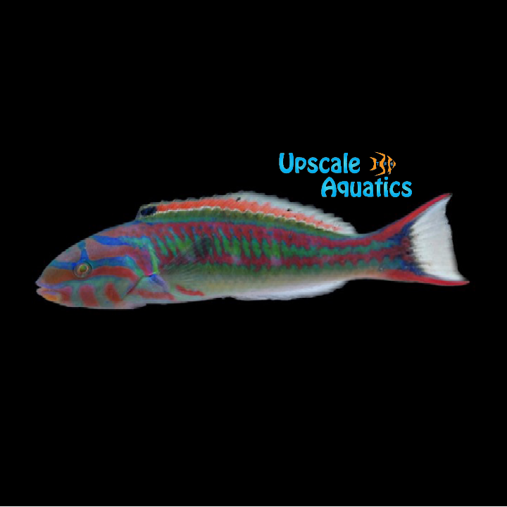 Pinkface 'Fivestripe' Wrasse (Thalassoma quinquevittatum)