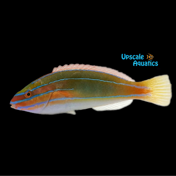 Three Line Wrasse (Stethojulis trilineata)