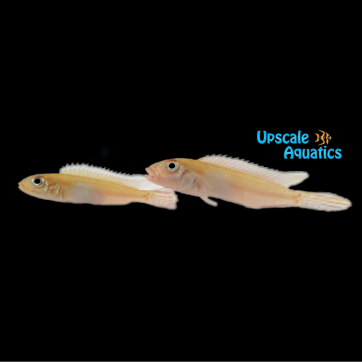 Nudiceps Dwarf Cichlid (Nanochromis nudiceps)